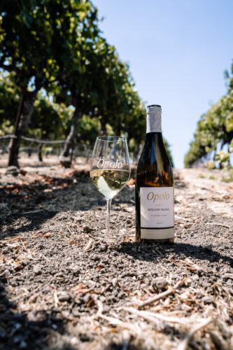 bottle and glass of Opolo Willow Blanc in a vineyard